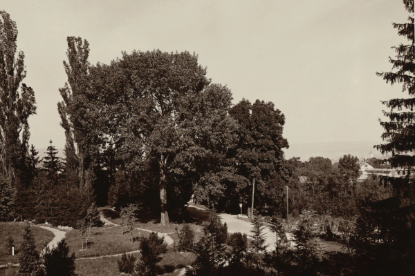 Autre vue du jardin botanique de Cluj