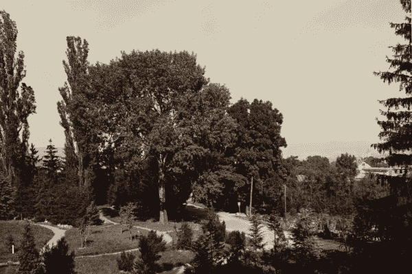 Autre vue du jardin botanique de Cluj