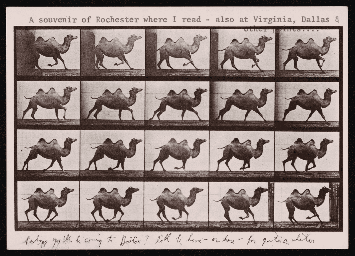 Carte postale en noir et blanc montrant une série d'images séquentielles d'un chameau au galop, illustrant une étude du mouvement animal.