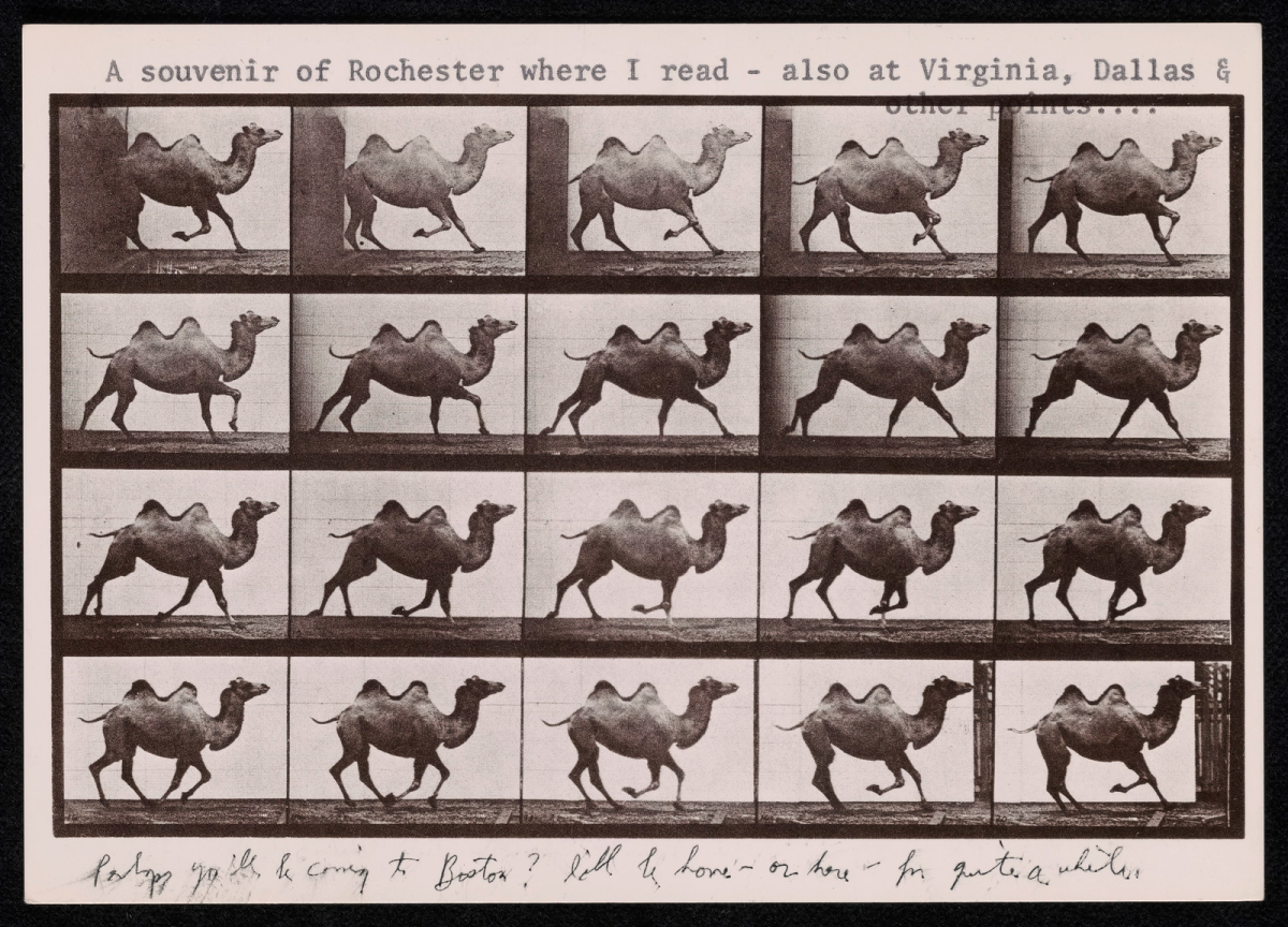 Carte postale en noir et blanc montrant une série d'images séquentielles d'un chameau au galop, illustrant une étude du mouvement animal.