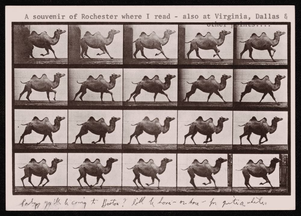 Carte postale en noir et blanc montrant une série d'images séquentielles d'un chameau au galop, illustrant une étude du mouvement animal.