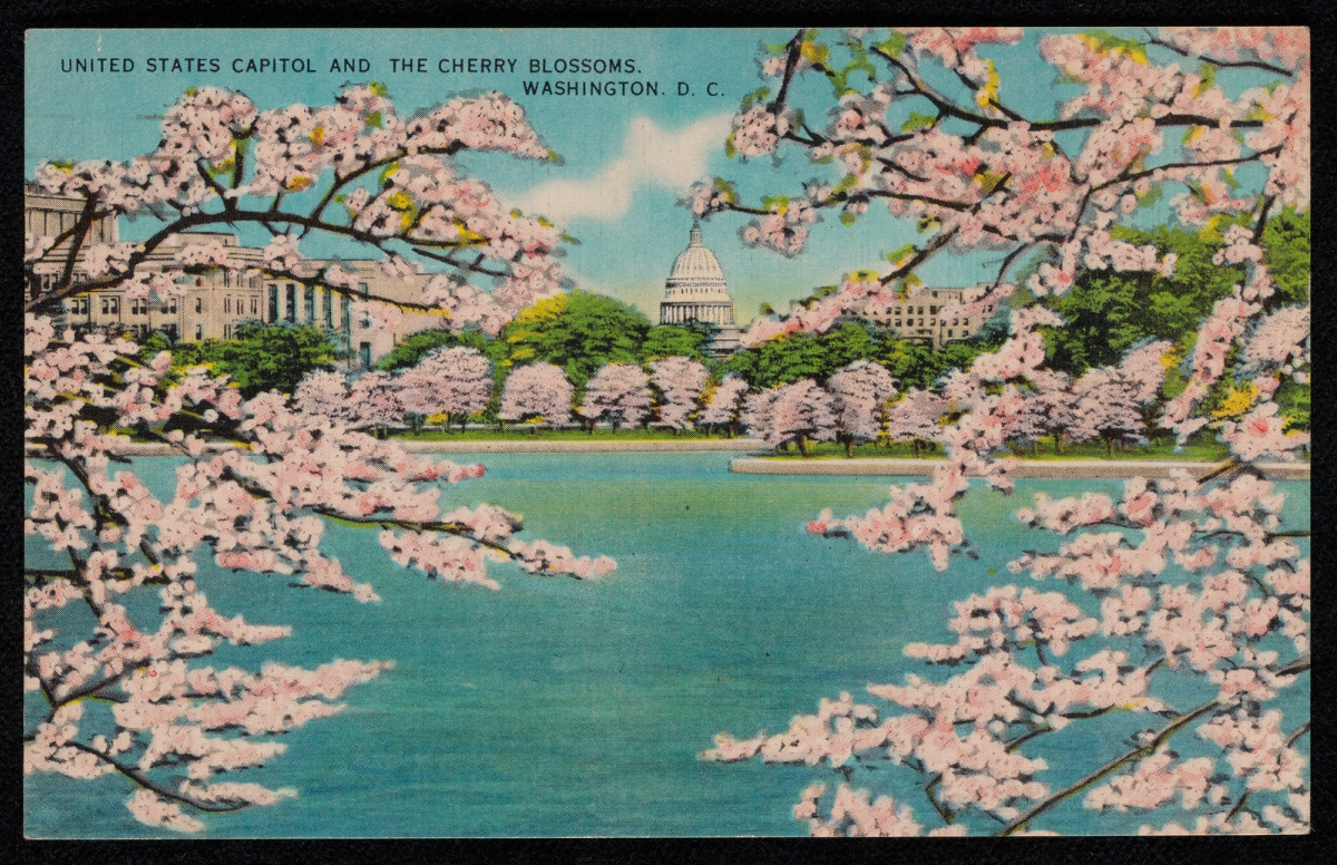 Carte postale colorée illustrant une vue de Washington D.C., avec le dôme blanc du Capitole en arrière-plan et des arbres fleuris au bord de l'eau.