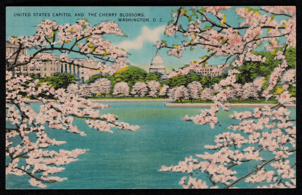 Carte postale colorée illustrant une vue de Washington D.C., avec le dôme blanc du Capitole en arrière-plan et des arbres fleuris au bord de l'eau.