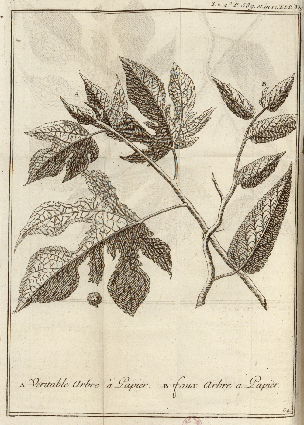Planche botanique en taille-douce représentant deux rameaux aux grandes feuilles dentées et nervurées : le véritable arbre à papier (A, rameau plus grand aux feuilles lobées) et le faux arbre à papier (B, rameau aux feuilles plus étroites et allongées), avec un détail de fruit sphérique au bas du rameau A.