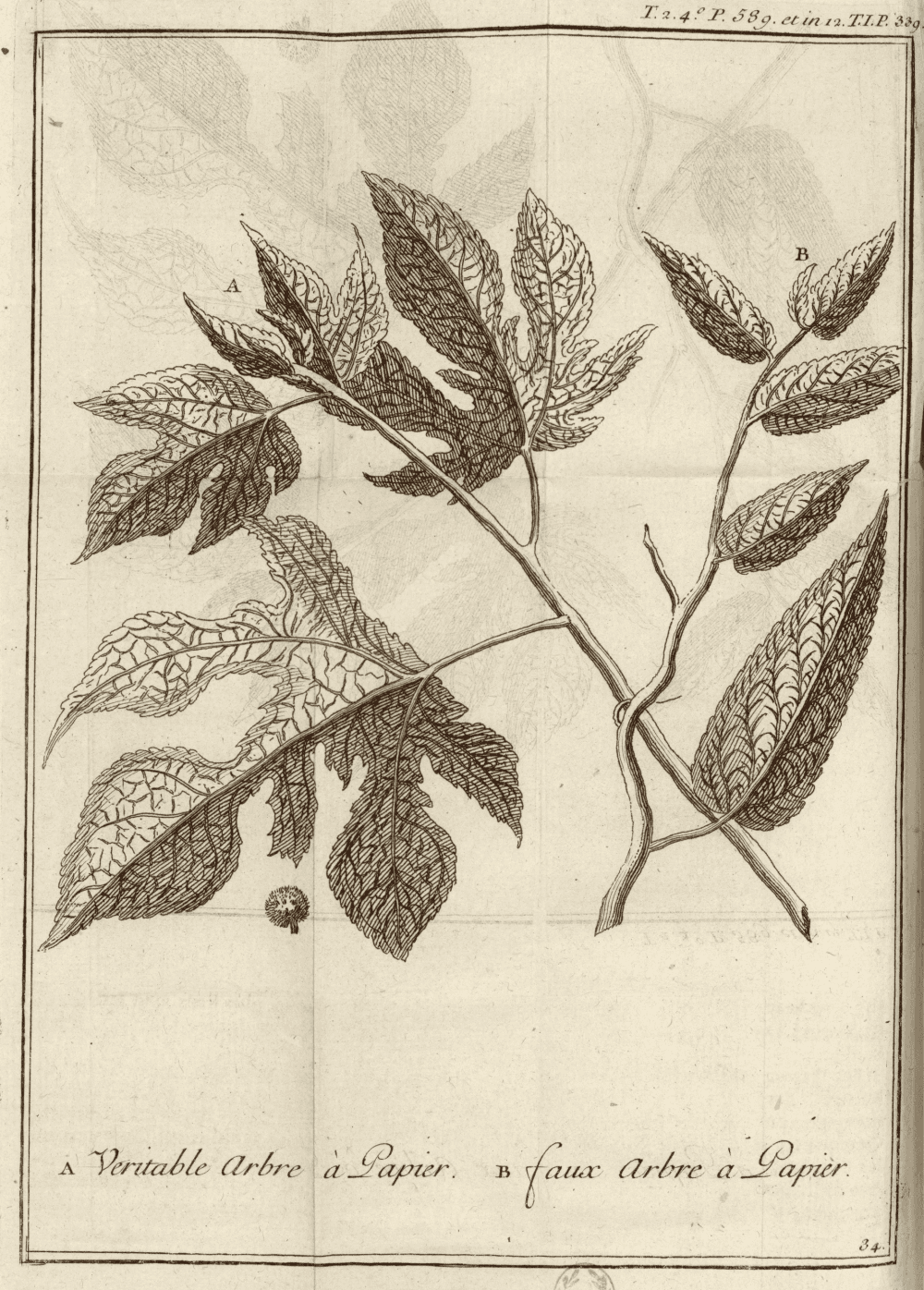 Planche botanique en taille-douce représentant deux rameaux aux grandes feuilles dentées et nervurées : le véritable arbre à papier (A, rameau plus grand aux feuilles lobées) et le faux arbre à papier (B, rameau aux feuilles plus étroites et allongées), avec un détail de fruit sphérique au bas du rameau A.