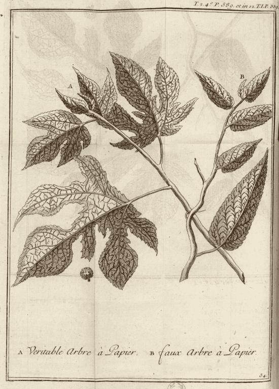 Planche botanique en taille-douce représentant deux rameaux aux grandes feuilles dentées et nervurées : le véritable arbre à papier (A, rameau plus grand aux feuilles lobées) et le faux arbre à papier (B, rameau aux feuilles plus étroites et allongées), avec un détail de fruit sphérique au bas du rameau A.